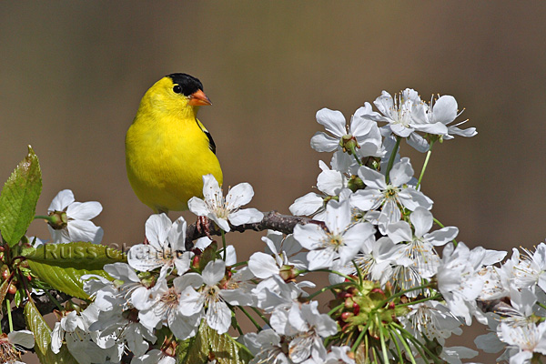 American Goldfinch © Russ Chantler